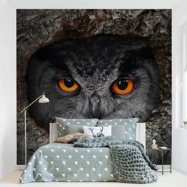 Wallpapers birds Watching Owl