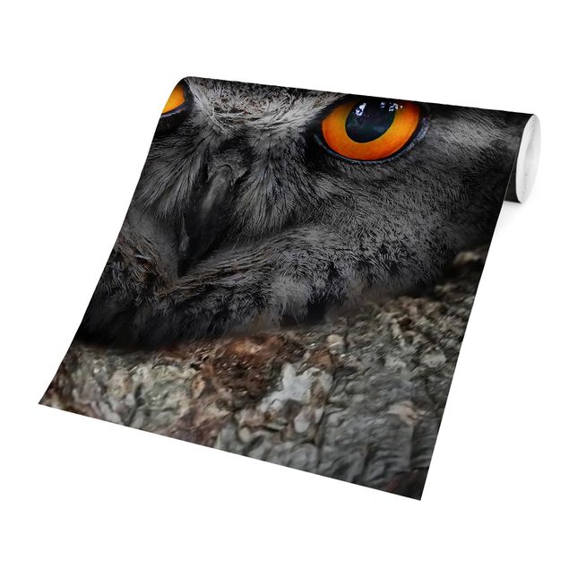 Gray wallpaper Watching Owl