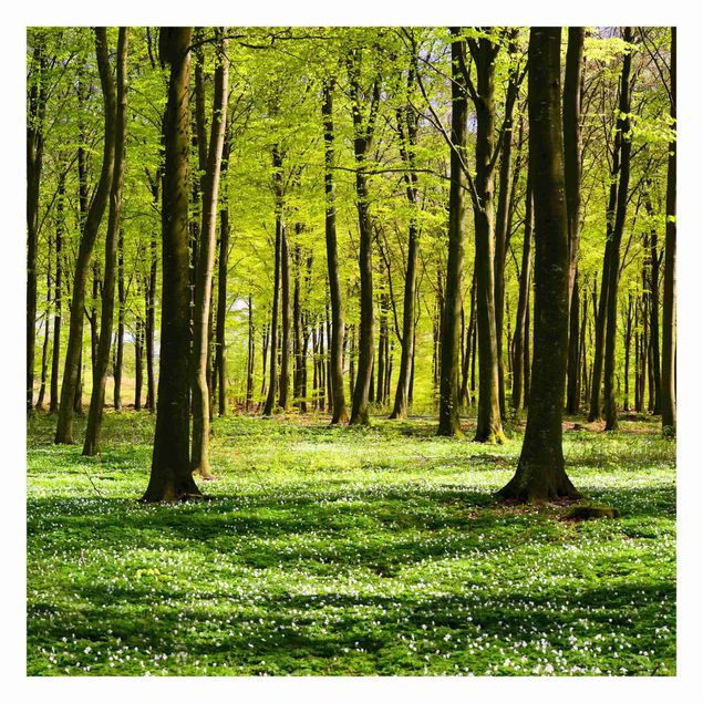 Self adhesive wallpapers Forest Meadow