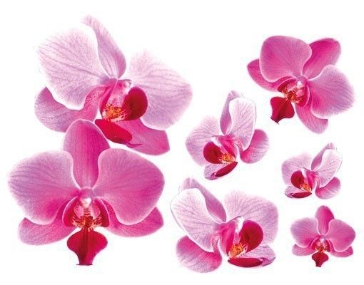 Kitchen Pink Orchid
