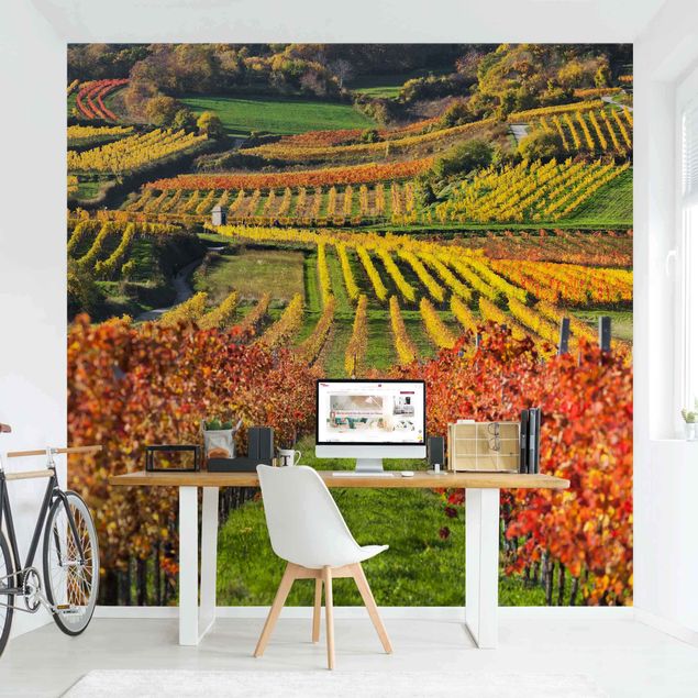 Wallpapers landscape Vineyard View