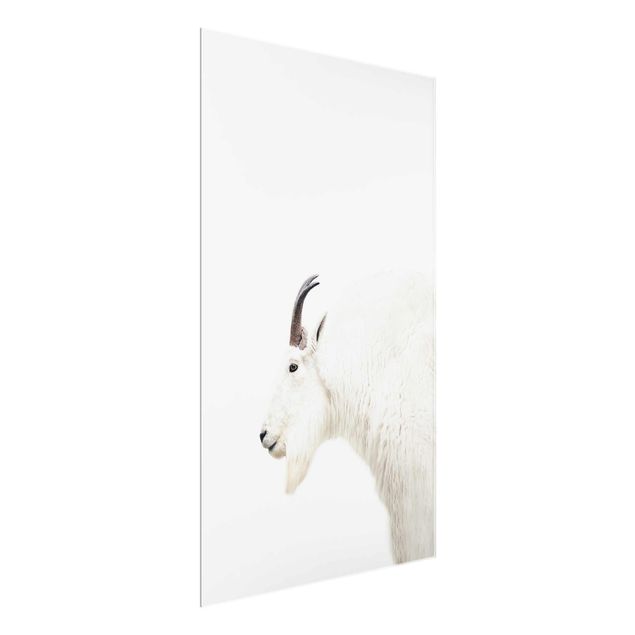 Glass prints pieces White Mountain Goat