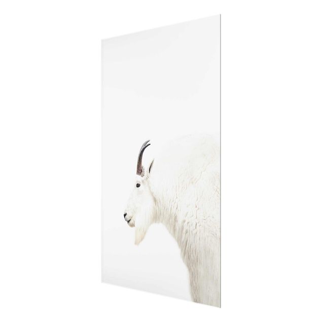 Contemporary art prints White Mountain Goat
