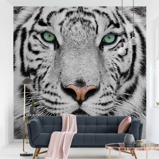 Cute cat wallpaper White Tiger