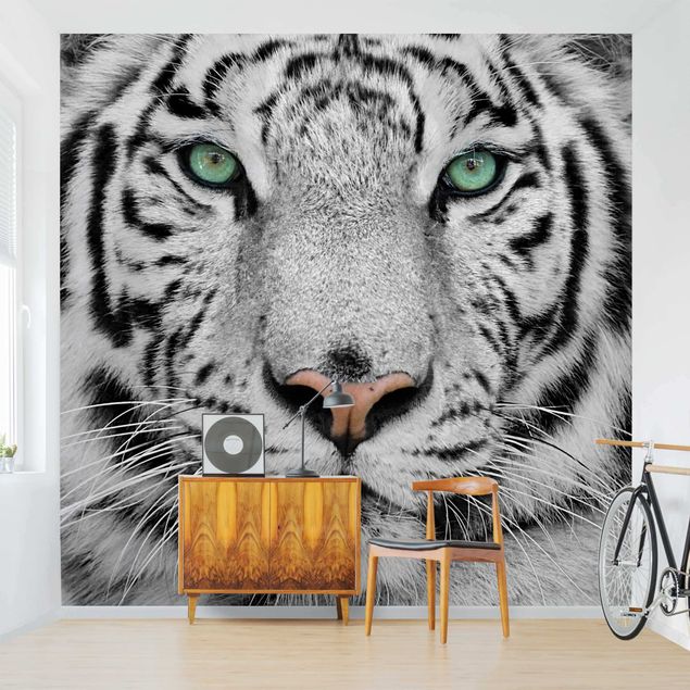 Wallpapers tiger White Tiger