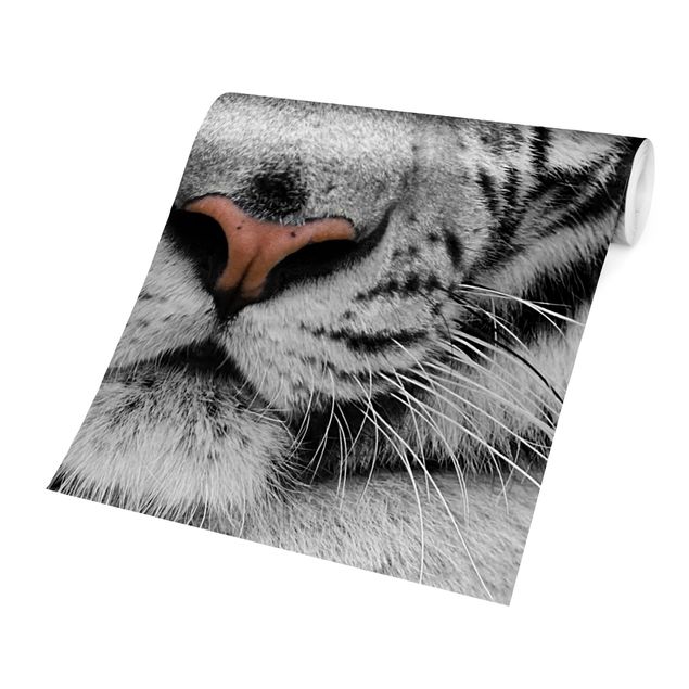 Wallpapers animals White Tiger