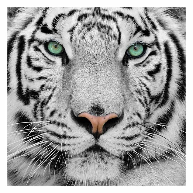 Contemporary wallpaper White Tiger