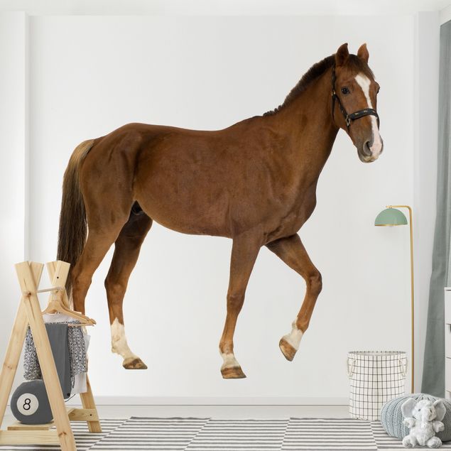 Wallpapers horse Welsh Cob