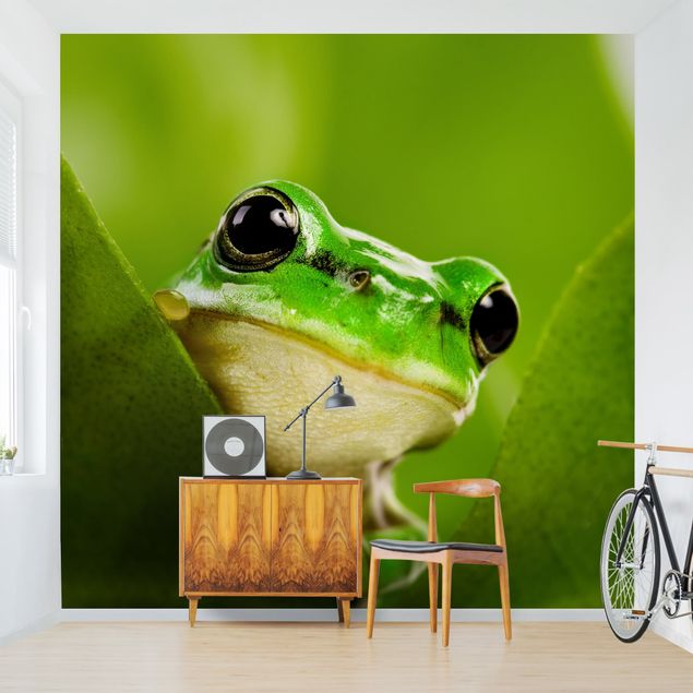 Wallpapers animals Frog