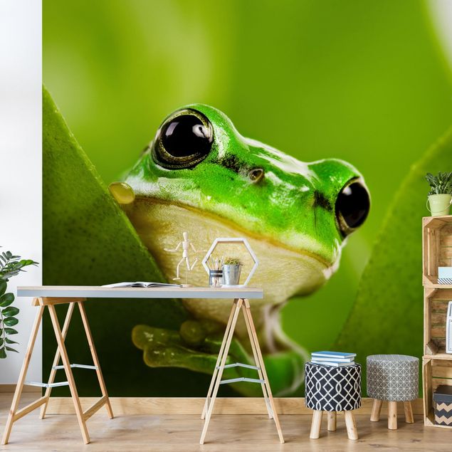 Contemporary wallpaper Frog