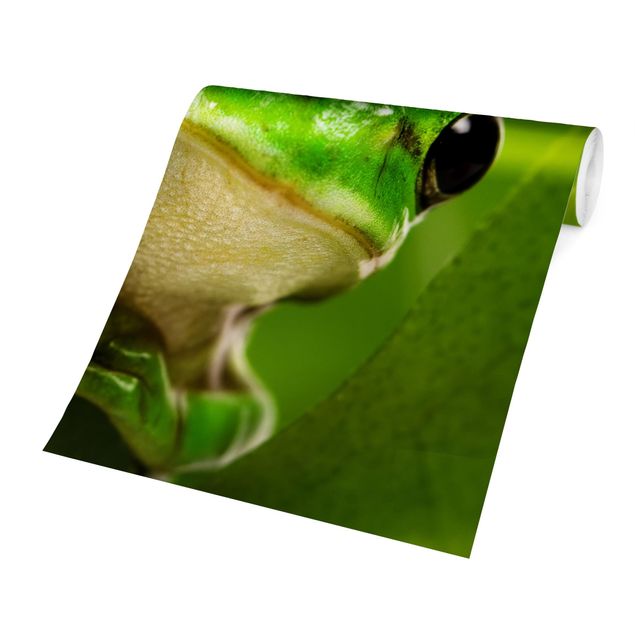 Wallpaper - Frog
