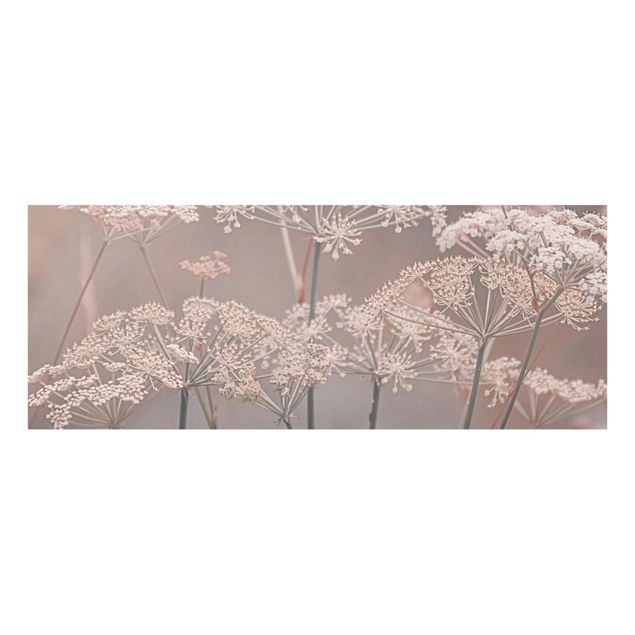 Prints pink Wild Apiaceae