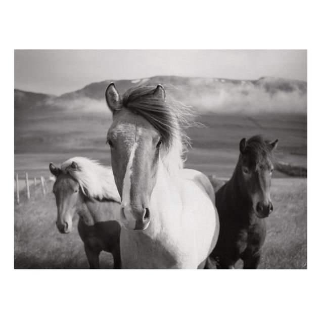 Animal canvas Wild Horses Black And White