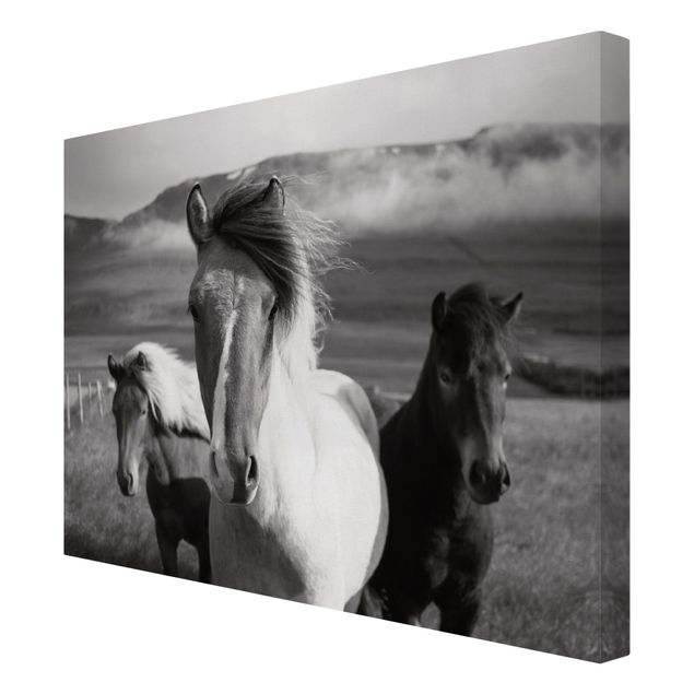 Prints modern Wild Horses Black And White