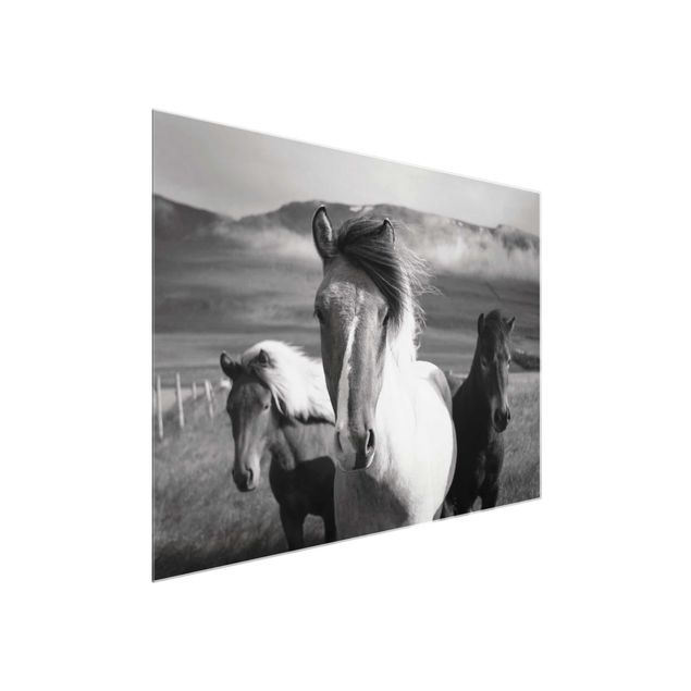 Glass prints pieces Wild Horses Black And White