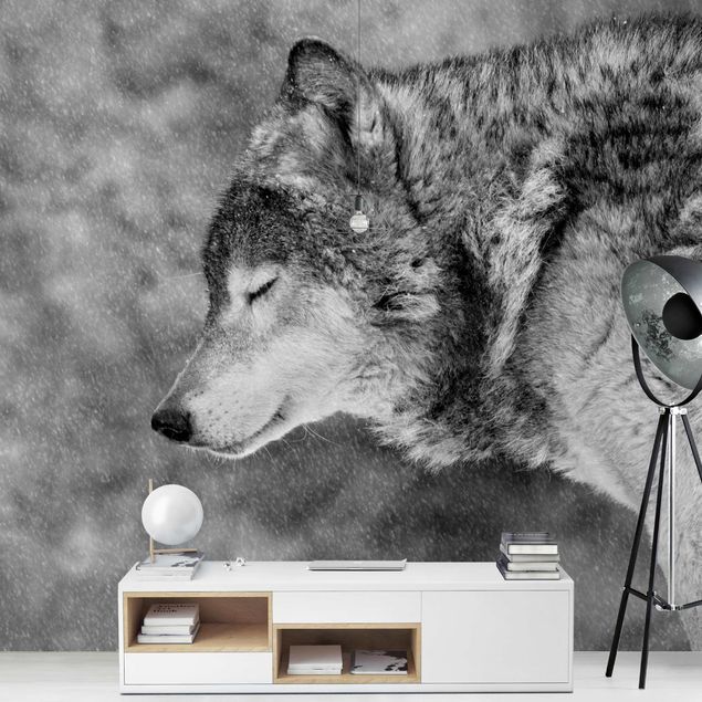 Wallpapers animals Winter Wolf