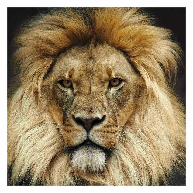 Self adhesive wallpapers Wisdom Of Lion