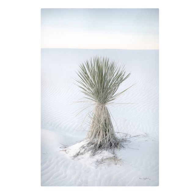 Canvas prints landscape Yucca palm in white sand