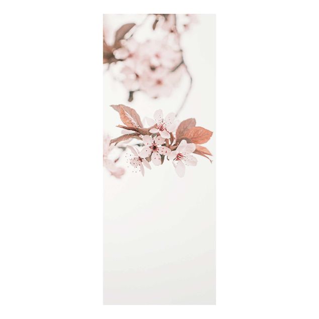 Prints pink Delicate Cherry Blossoms On A Twig