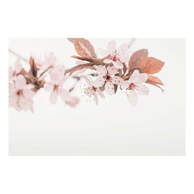 Prints pink Delicate Cherry Blossoms On A Twig