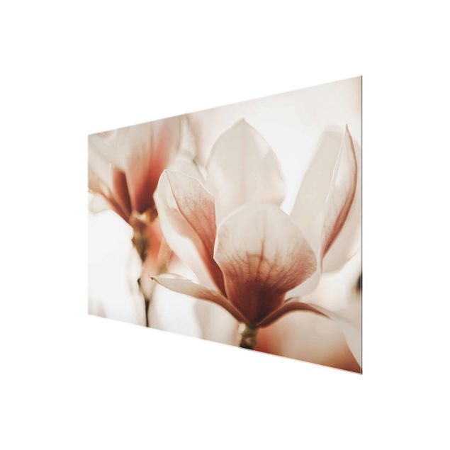 Monika Strigel Art prints Delicate Magnolia Flowers In An Interplay Of Light And Shadows