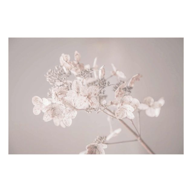 Monika Strigel Art prints Delicate White Hydrangea