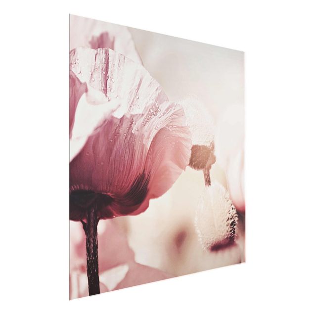 Glass prints flower Pale Pink Poppy Flower With Water Drops