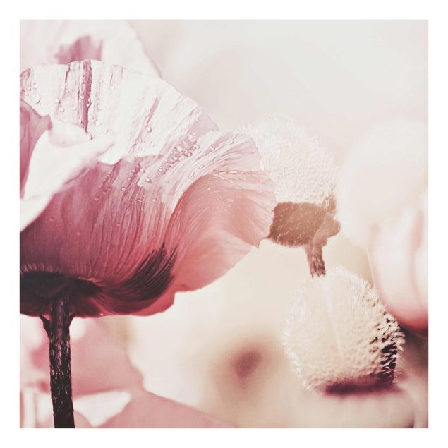 Prints vintage Pale Pink Poppy Flower With Water Drops