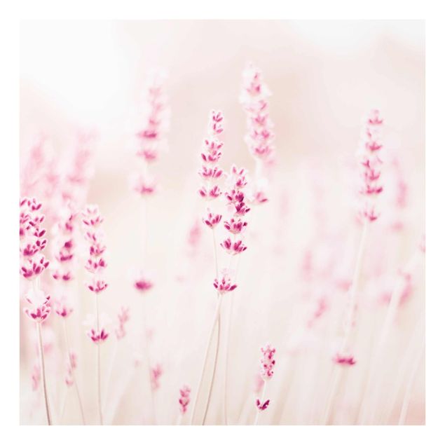 Prints pink Pale Pink Lavender