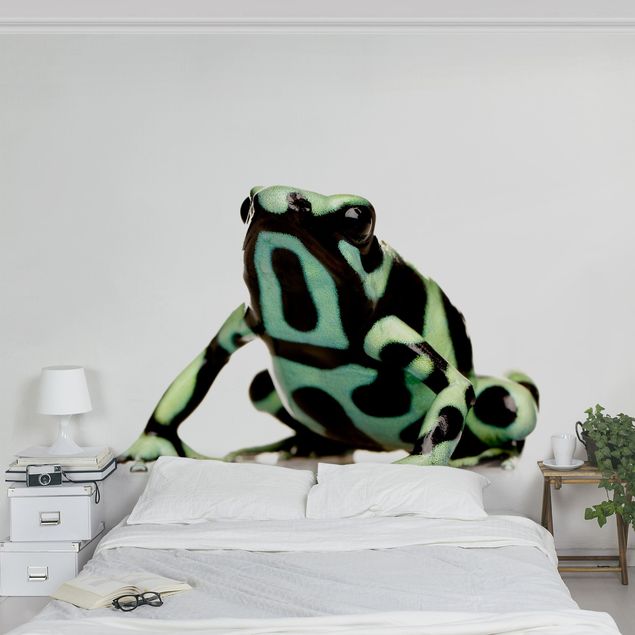 Wallpapers animals Zebra Frog