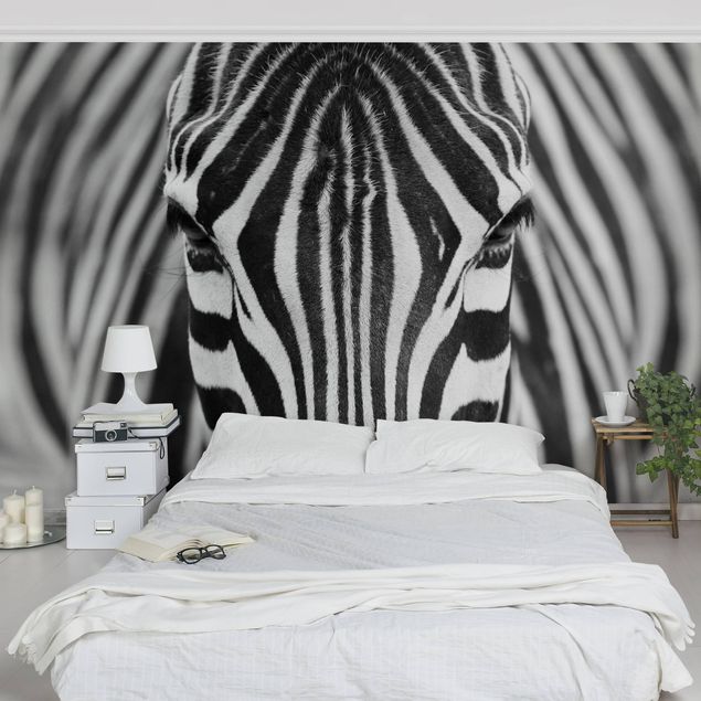 Wallpapers horse Zebra Look