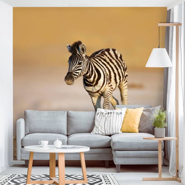 Wallpapers animals Zebra Foal