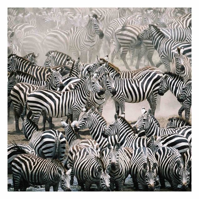 Peel and stick wallpaper Zebra Herd