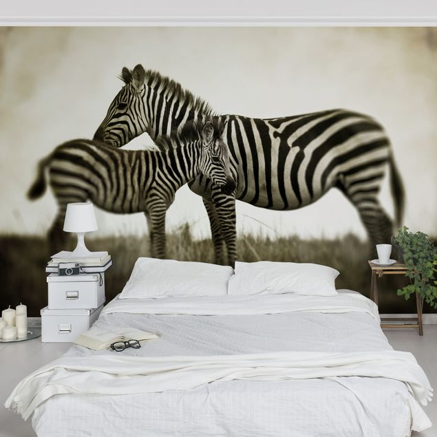 Wallpapers zebra Zebra Couple