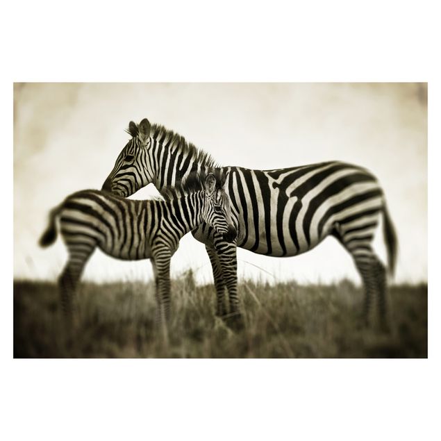 Peel and stick wallpaper Zebra Couple