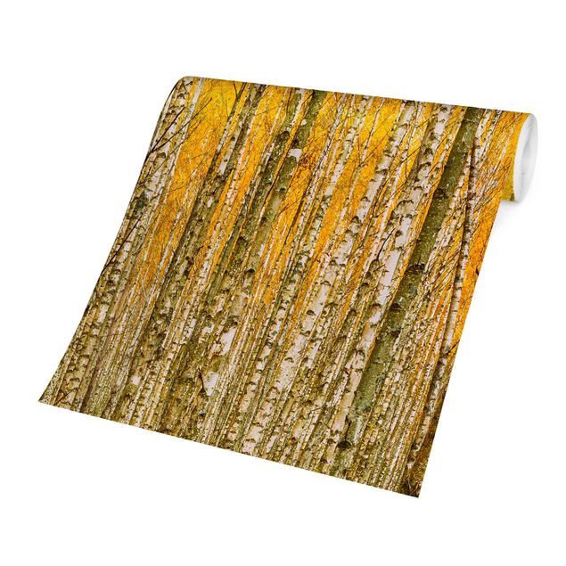Wallpapers yellow Between Yellow Birch Trees