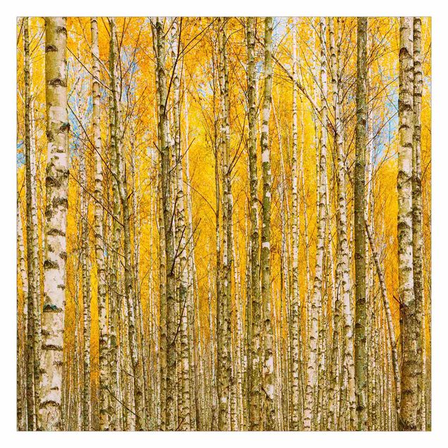 Peel and stick wallpaper Between Yellow Birch Trees