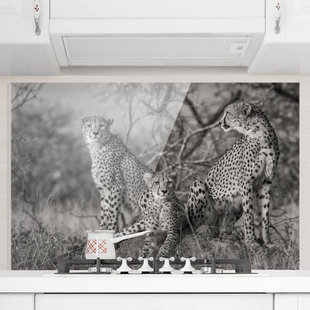 Kitchen Three Cheetahs