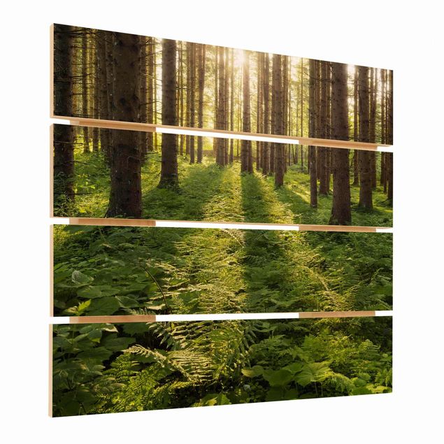 Wood photo prints Sun Rays In Green Forest