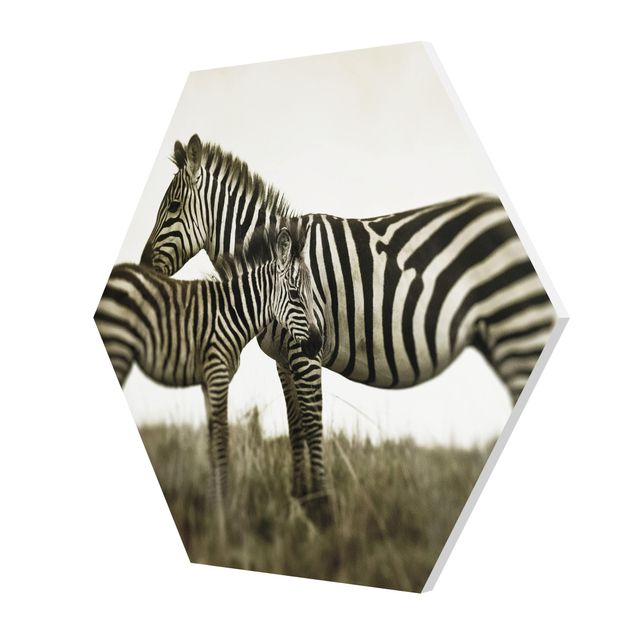 Forex prints Zebra Couple