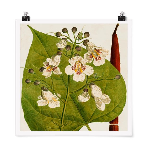 Floral prints Tableau Leaf Flower Fruit V