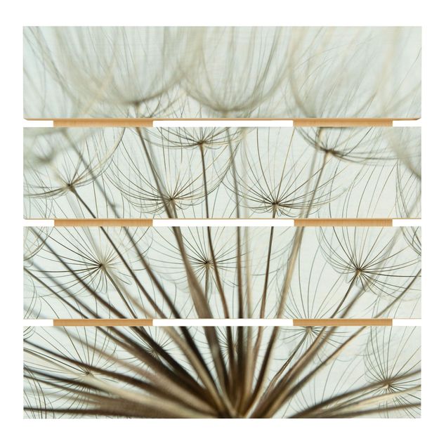 Wood photo prints Beautiful dandelion macro shot