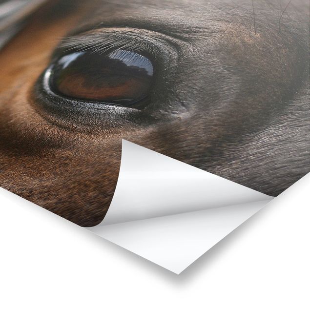 Prints Horse Eye