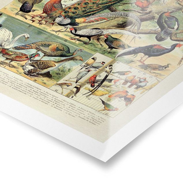 Prints Vintage Board European Birds