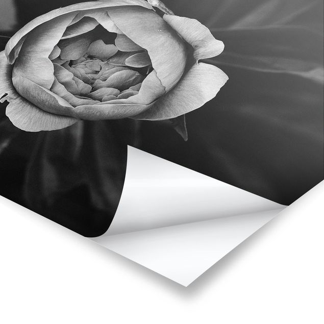 Poster print Peonies In Front Of Leaves Black And White