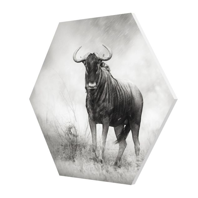 Prints black and white Staring Wildebeest