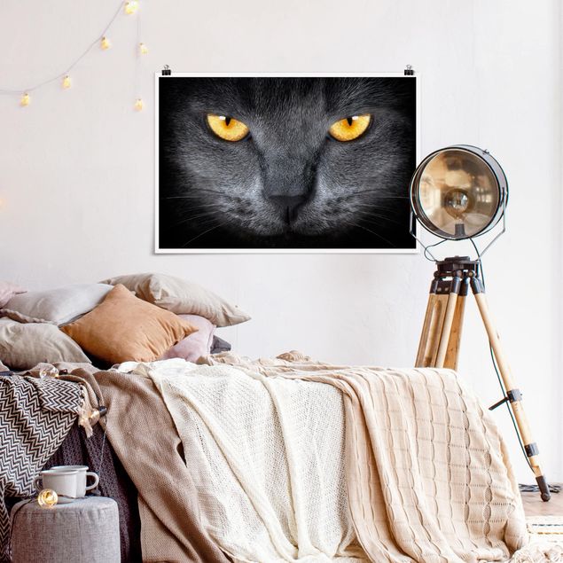 Animal canvas Cat's Gaze