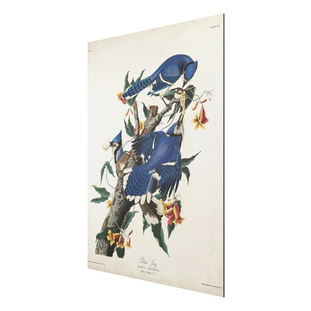 Animal wall art Vintage Board Blue Jays