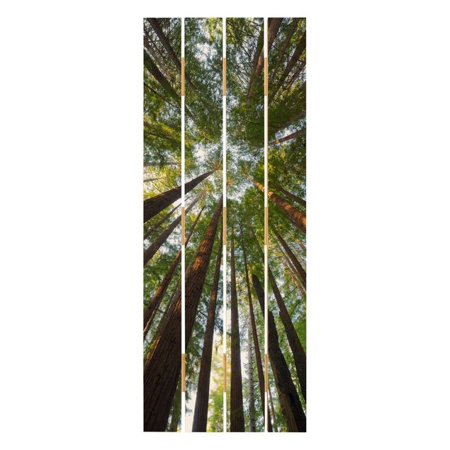 Prints Sequoia Tree Tops