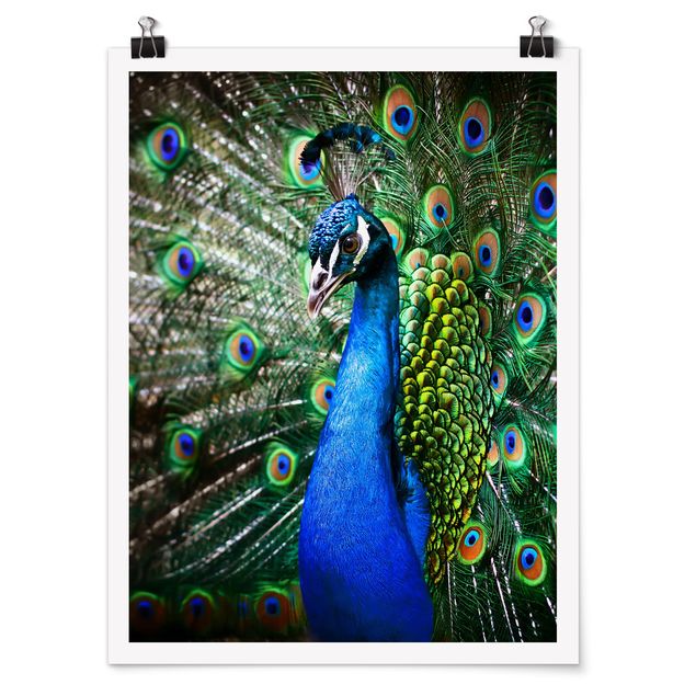 Posters animals Noble Peacock